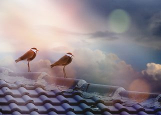Birds Outdoors Sky Clouds Roof  - moshehar / Pixabay