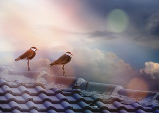 Birds Outdoors Sky Clouds Roof - moshehar / Pixabay
