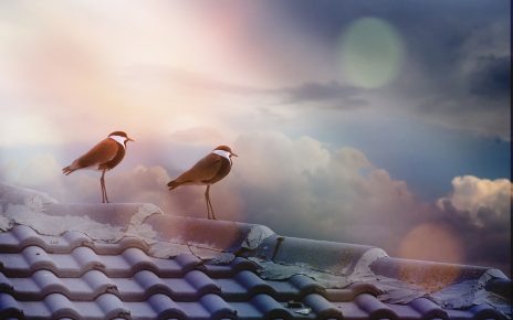 Birds Outdoors Sky Clouds Roof  - moshehar / Pixabay