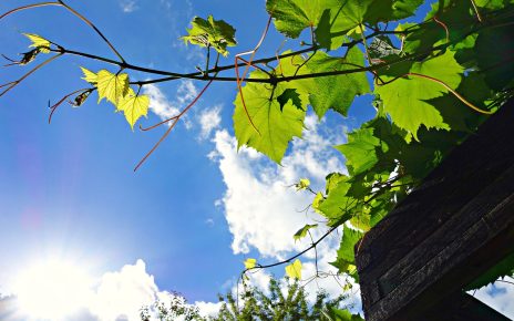 Creeper Ivy Plant Climbing Climber  - MabelAmber / Pixabay