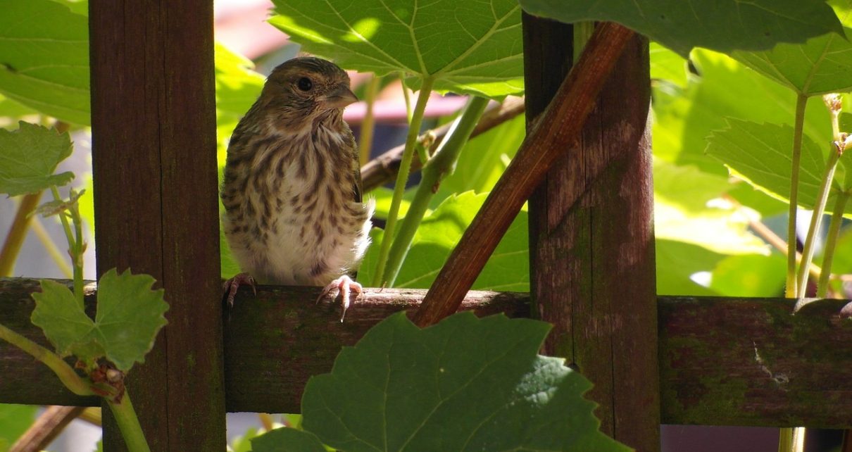 Sparrow Bird Sit  - Nowaja / Pixabay