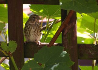 Sparrow Bird Sit  - Nowaja / Pixabay