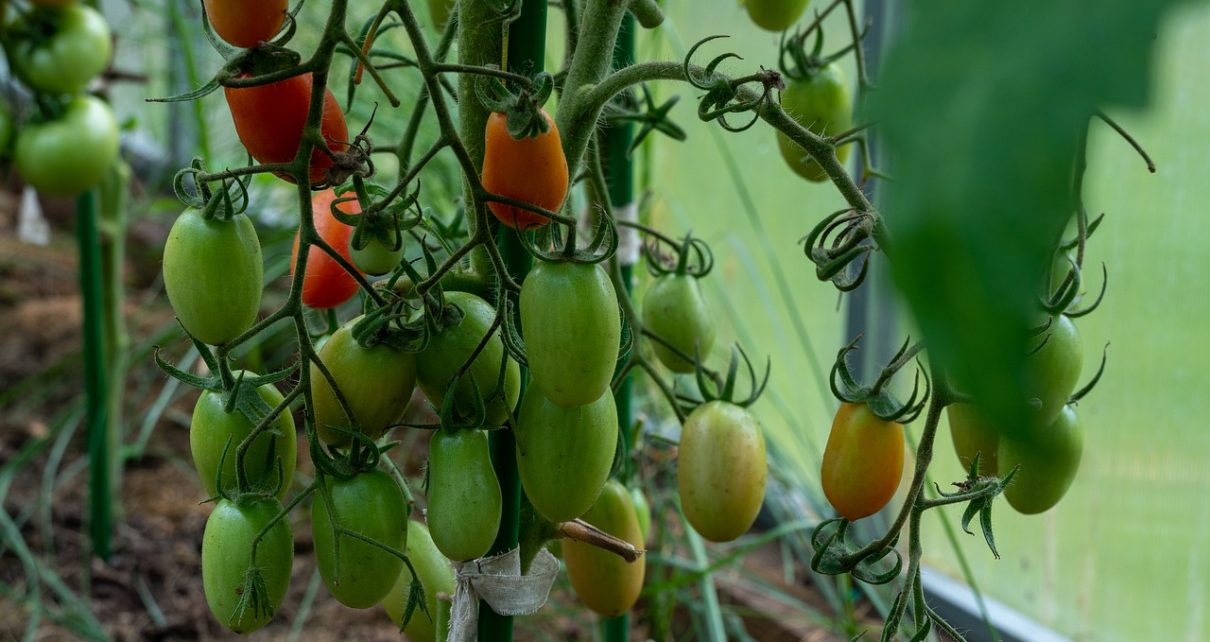 Tomatoes Unripe Tomatoes Greenhouse  - Alexei_other / Pixabay
