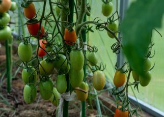 Tomatoes Unripe Tomatoes Greenhouse  - Alexei_other / Pixabay