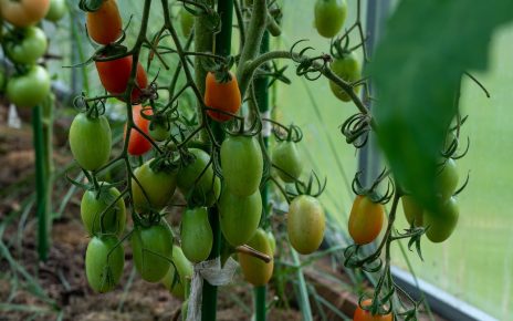 Tomatoes Unripe Tomatoes Greenhouse  - Alexei_other / Pixabay