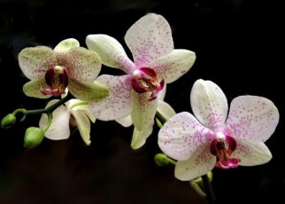 flower, phalaenopsis, tropical