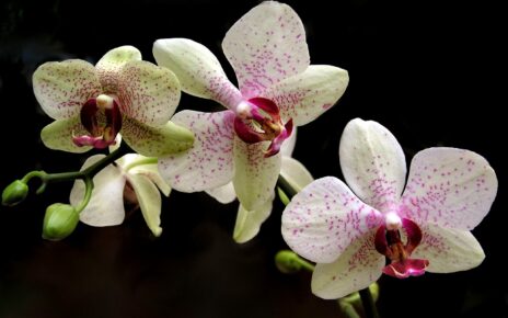 flower, phalaenopsis, tropical