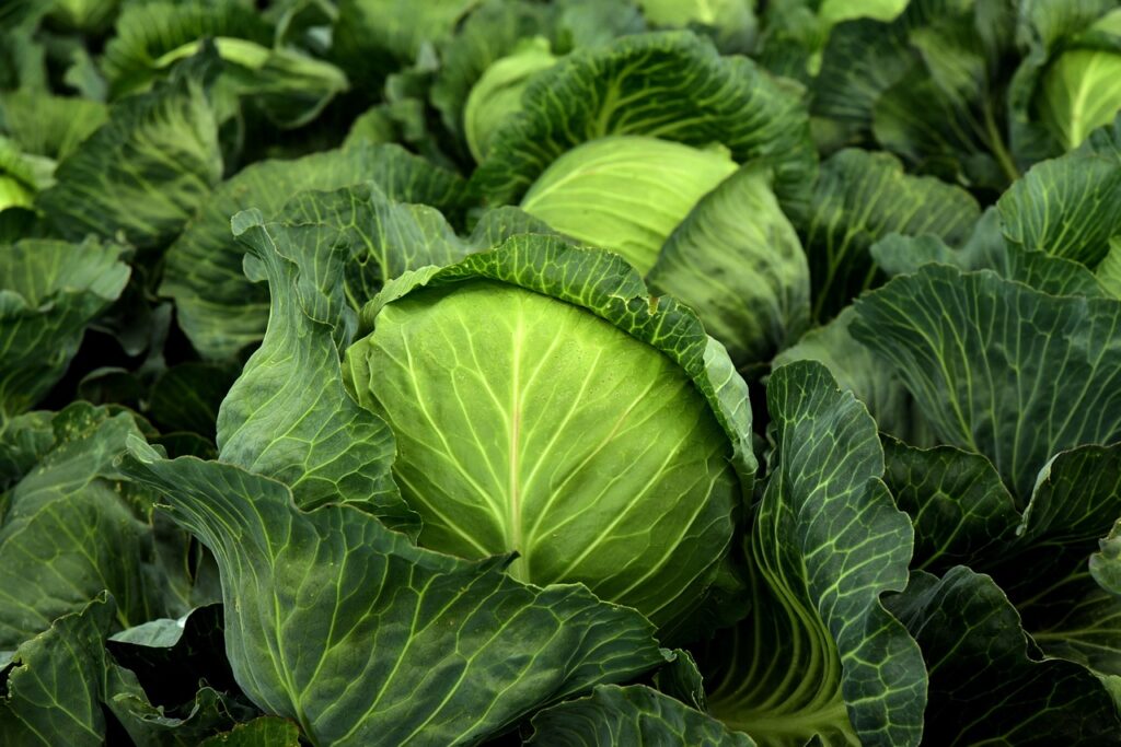 cabbage, herb, white cabbage