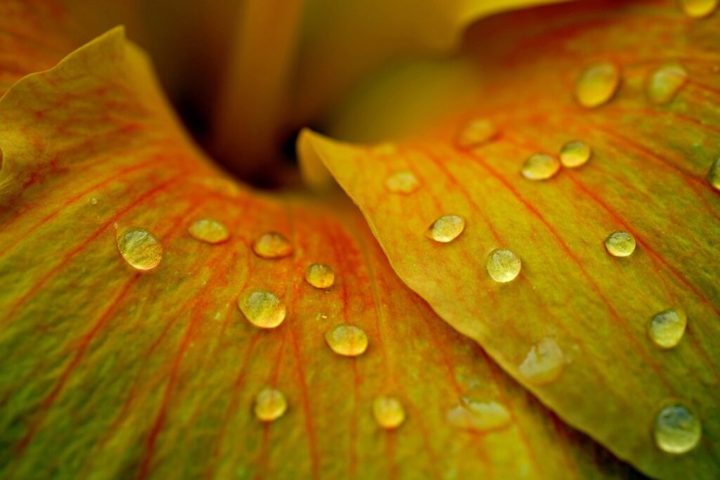 hibiscus, flower, dewdrops