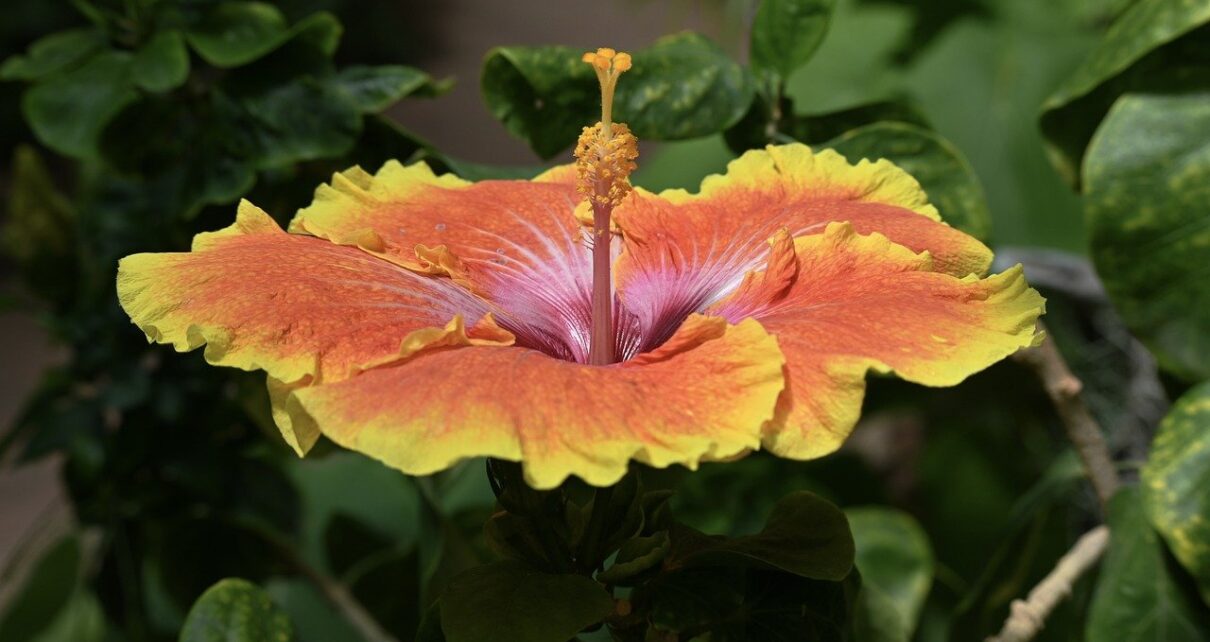 flower, hibiscus, plant