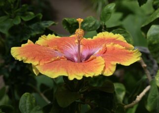 flower, hibiscus, plant