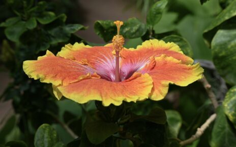 flower, hibiscus, plant